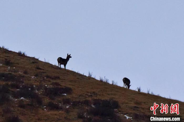 圖為馬鹿在山坡上覓食?！〔湃?攝