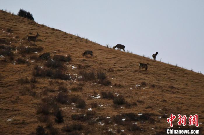 圖為馬鹿群在山坡上覓食。　才仁 攝