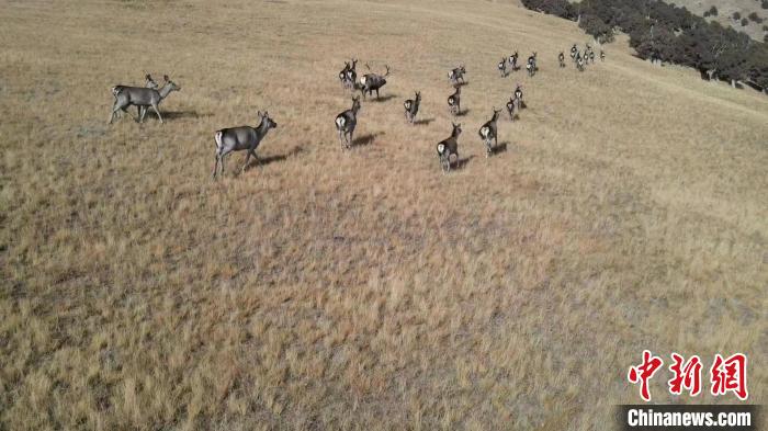 圖為馬鹿群在草地中漫步。　才仁 攝