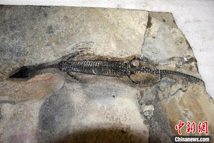 尖嘴長吻像蜥蜴中國發現2.44億年前海生爬行動物“奇異羅平龍”
