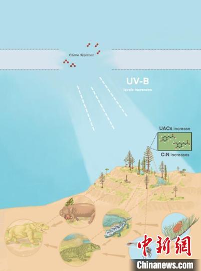 臭氧層破壞引起的紫外線輻射增加對陸地食物鏈的影響。　南古所 供圖