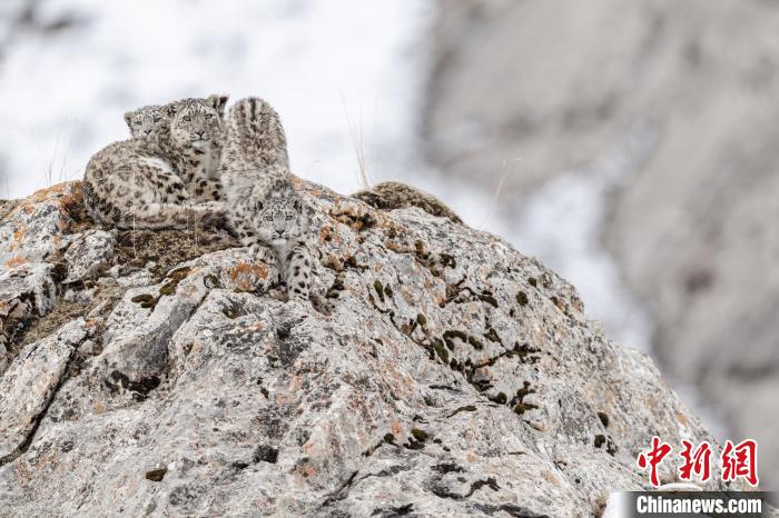 青海生態攝影師再度闖入國際攝影大賽決賽