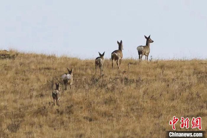 圖為狍鹿在山間漫步。　才項南加 攝