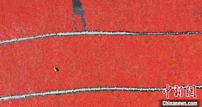 青海：多措并舉推動枸杞產業步入“快車道”