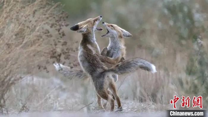 圖為同海元的作品《第一回合》。　青海省祁連山自然保護協會供圖