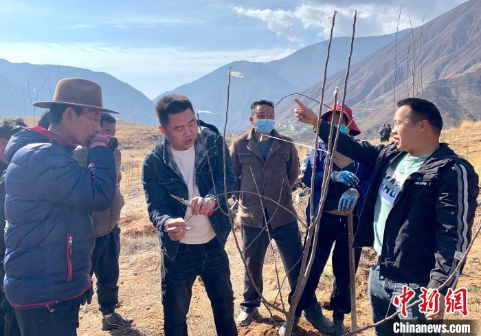 西藏芒康:國(guó)土綠化添新綠