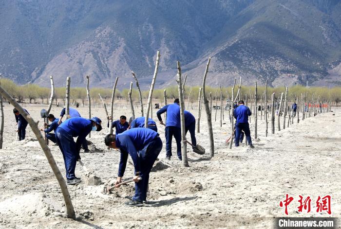 林芝市巴宜區(qū)森林消防中隊(duì)志愿服務(wù)隊(duì)熱火朝天的植樹現(xiàn)場(chǎng)?！∥骼@拉翁 攝