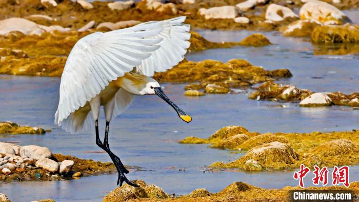 圖為白琵鷺。　嚴(yán)桉 攝