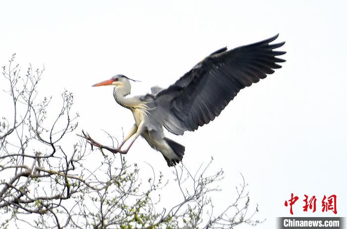 蒼鷺在覓食嬉戲?！“苍?攝