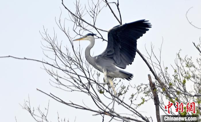 蒼鷺在覓食嬉戲。　安源 攝