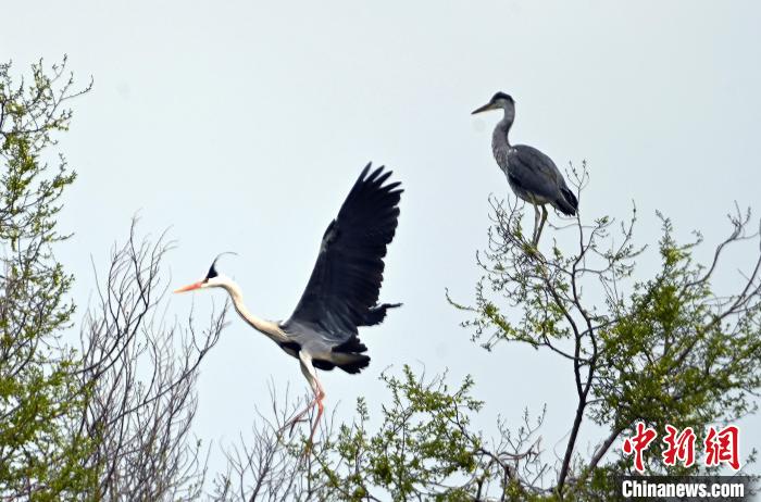 蒼鷺在覓食嬉戲?！“苍?攝