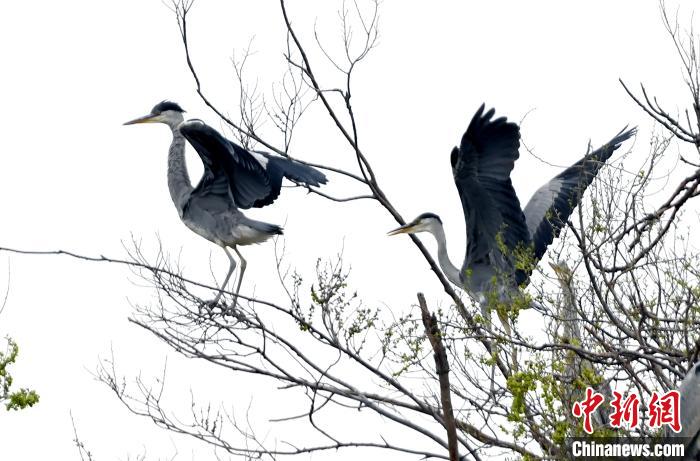 蒼鷺在覓食嬉戲?！“苍?攝