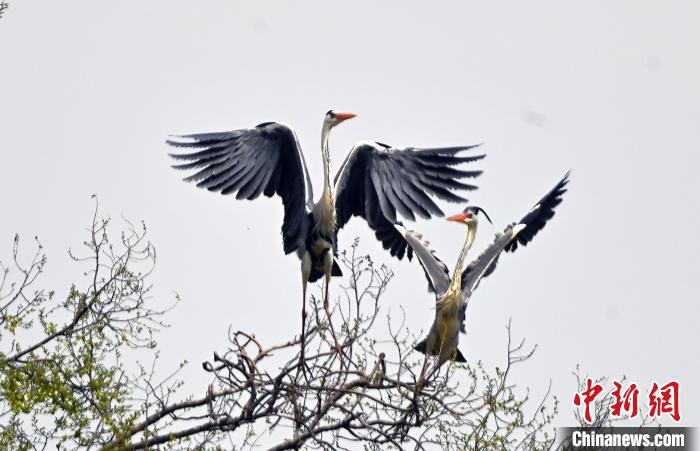 蒼鷺在覓食嬉戲?！“苍?攝