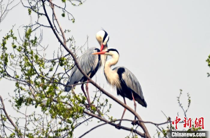 蒼鷺在覓食嬉戲?！“苍?攝