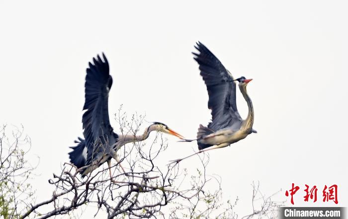 蒼鷺在覓食嬉戲?！“苍?攝