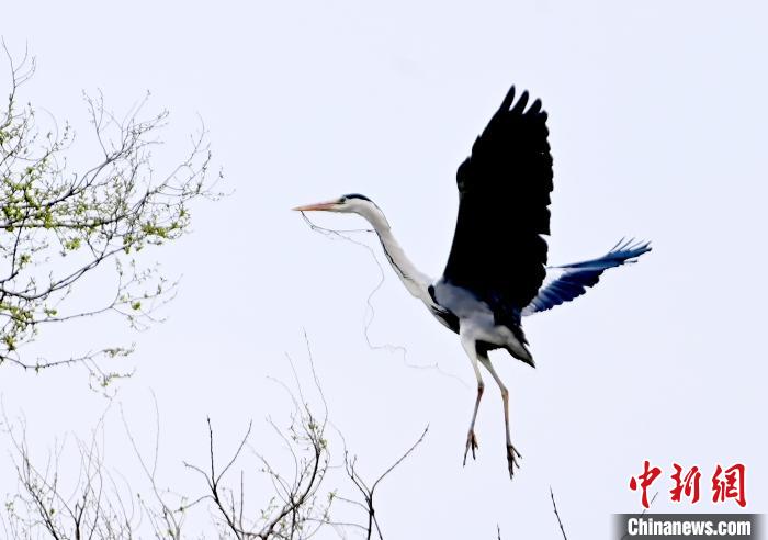 蒼鷺在覓食嬉戲。　安源 攝