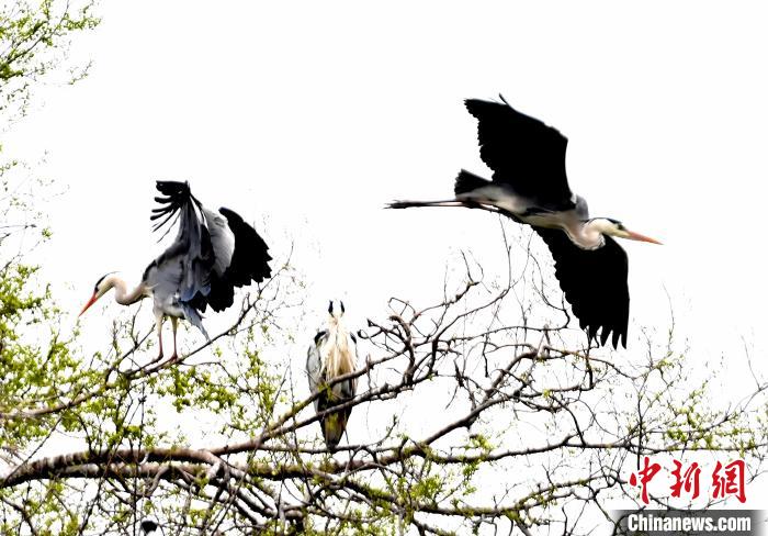 蒼鷺在覓食嬉戲。　安源 攝