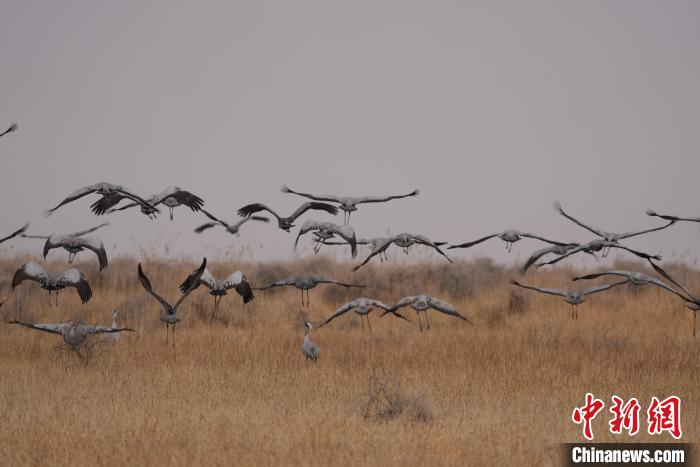 青海都蘭成群灰鶴匯集,場面壯觀