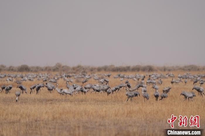 圖為密集分布的灰鶴。　先宮 攝