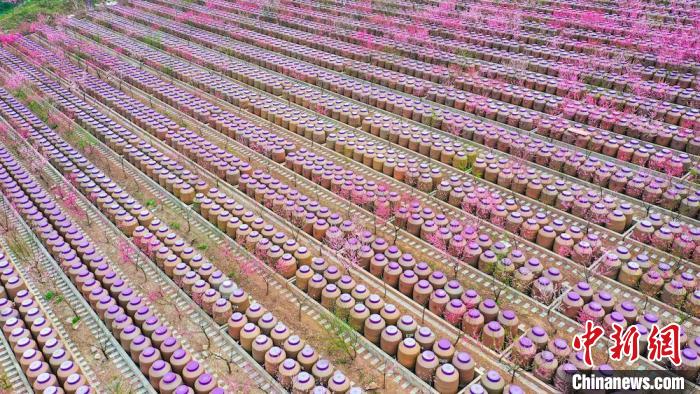 灼灼桃花惹人醉。　劉媛 攝