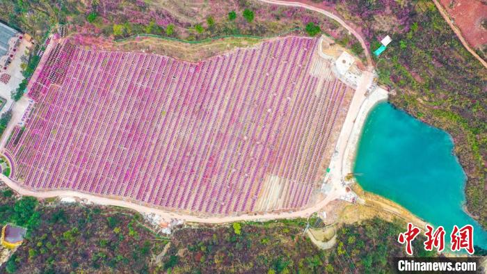 灼灼桃花惹人醉。　劉媛 攝