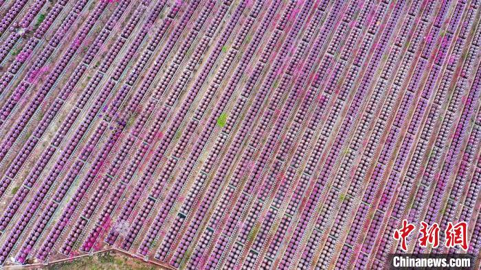 桃花和酒壇相映成趣。　劉媛 攝