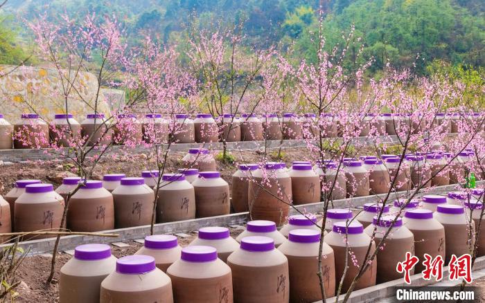 桃花和酒壇相映成趣。　易銘 攝