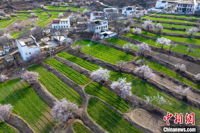 白松鎮層層麥田綠意盎然，與桃林構成一幅美麗的鄉村畫卷?！⒅铱?攝