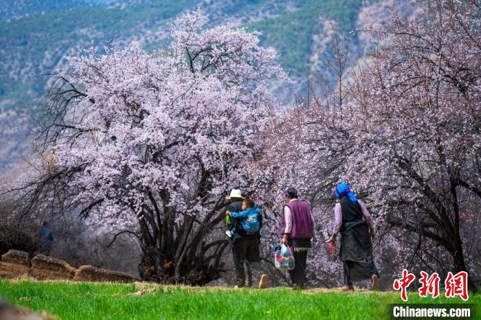 行走在麥田和桃樹下的白松鎮村民?！⒅铱?攝