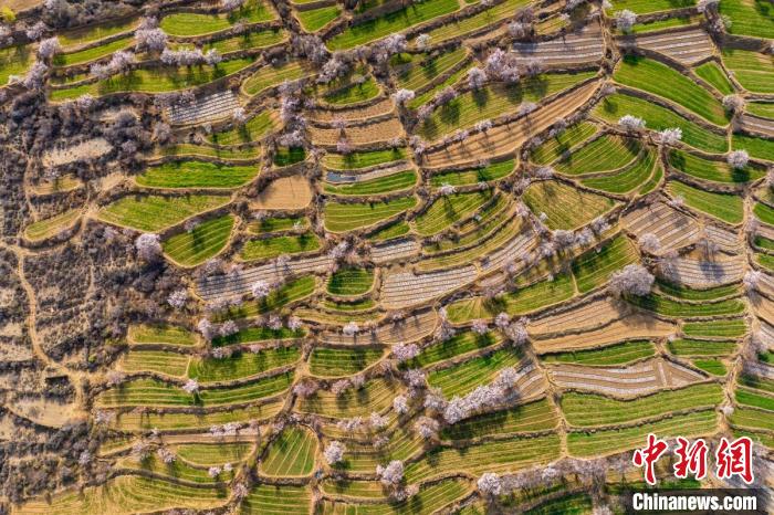 空中俯瞰得榮縣白松鎮的高山麥田和桃林。　劉忠俊 攝