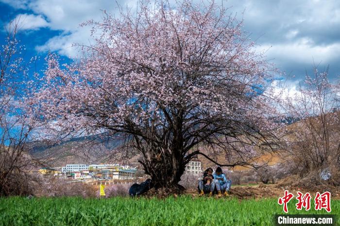 桃花樹下兩名女孩正在玩手機。　劉忠俊 攝