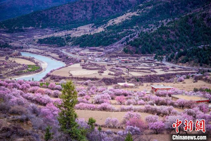 道孚縣麻灣村上千株盛開的杏花將鄉村裝點一新。　何行銘 攝