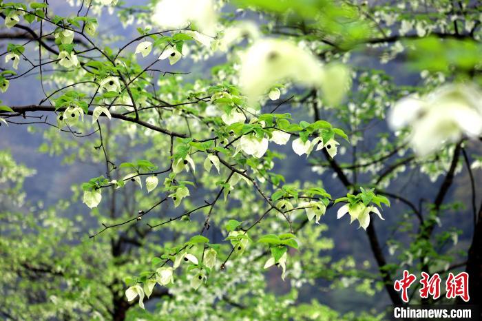 珙桐在春末夏初之際開花，花期較短。　呂楊 攝