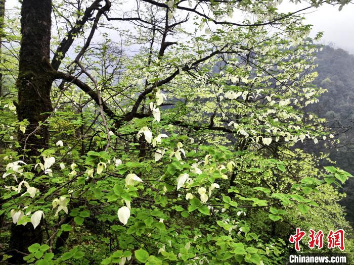 山谷兩側高大繁茂的珙桐樹?！螚?攝