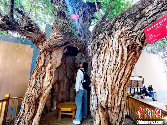 青海海東市阿河灘地質(zhì)文化村：古樹新枝、丹山碧水