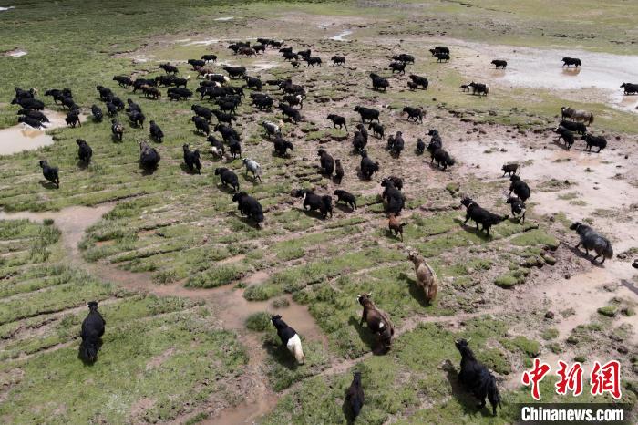 近年來(lái)，那曲市班戈縣推行村級(jí)牧業(yè)經(jīng)濟(jì)合作社，牧民們將牛羊及草場(chǎng)作為股份加入合作社，部分牧民開(kāi)始從事旅游服務(wù)、服裝加工及運(yùn)輸?shù)刃袠I(yè)，收入逐年提高。圖為8月3日，班戈縣的牦牛群在一片草原濕地中覓食(資料圖)。　江飛波 攝