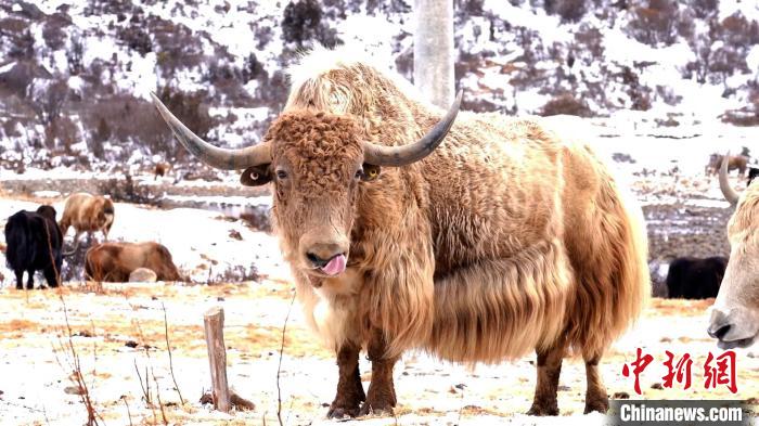 圖為角木那村生態散養的牦牛。　巴桑曲扎 　攝