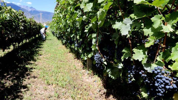 昌都芒康縣依托“兩江流域”干熱河谷地帶地理優(yōu)勢將康巴蜜橘、蘋果、甜石榴、葡萄、蜜桃等經(jīng)濟(jì)林木種植。　昌都市芒康縣委宣傳部供圖