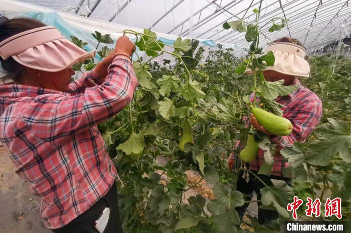 工作人員打理高原溫室大棚。　劉建軍 攝