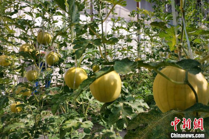 圖為康馬縣大棚內(nèi)的金太陽西瓜。　劉建軍 攝