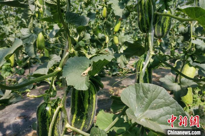 圖為西藏康馬縣大棚內(nèi)的博洋九號甜瓜。　劉建軍 攝