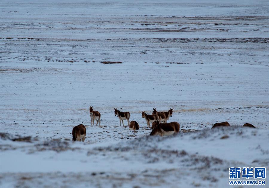 (環境)(1)藏北高原的美麗生靈