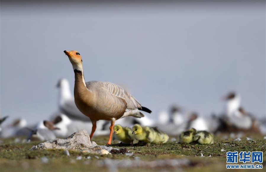 （環境）（1）藏北斑頭雁