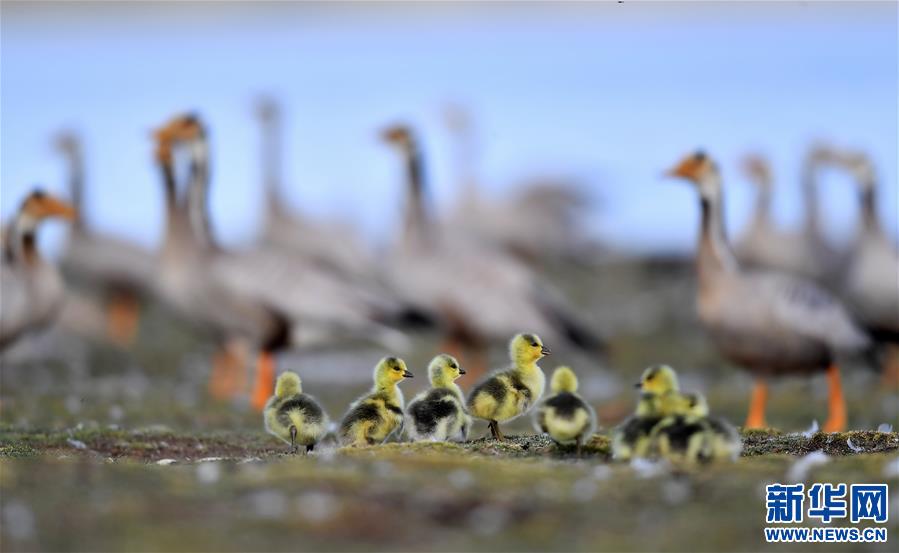 （環境）（3）藏北斑頭雁
