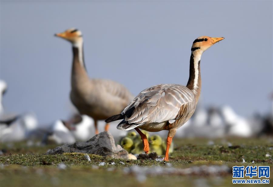 （環境）（4）藏北斑頭雁