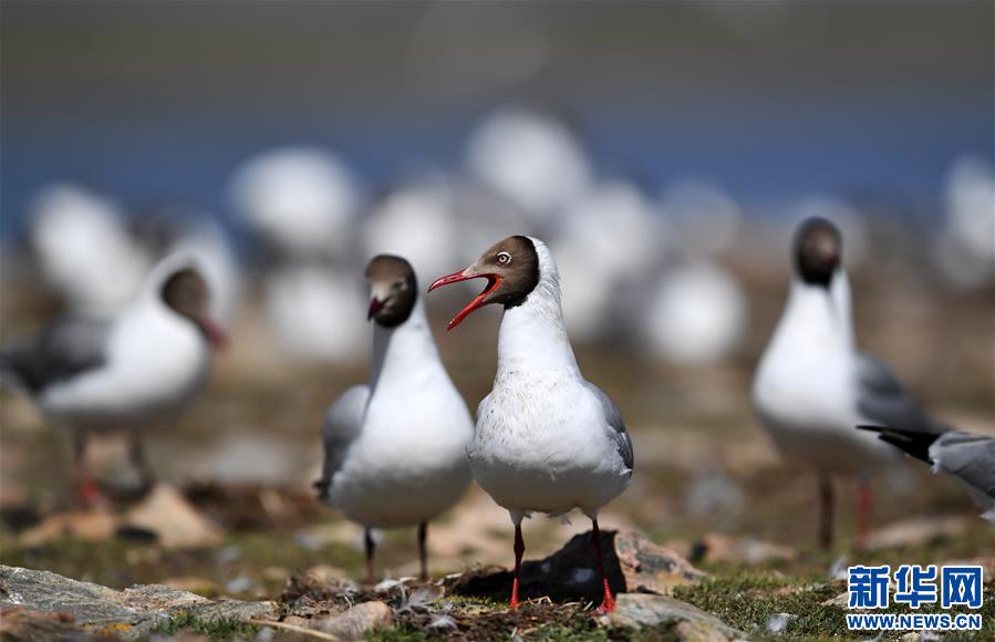 (新華視界)(3)藏北“避暑”的棕頭鷗