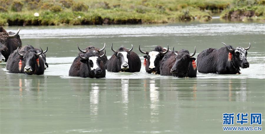 (新華視界)(2)牦牛“沐浴”
