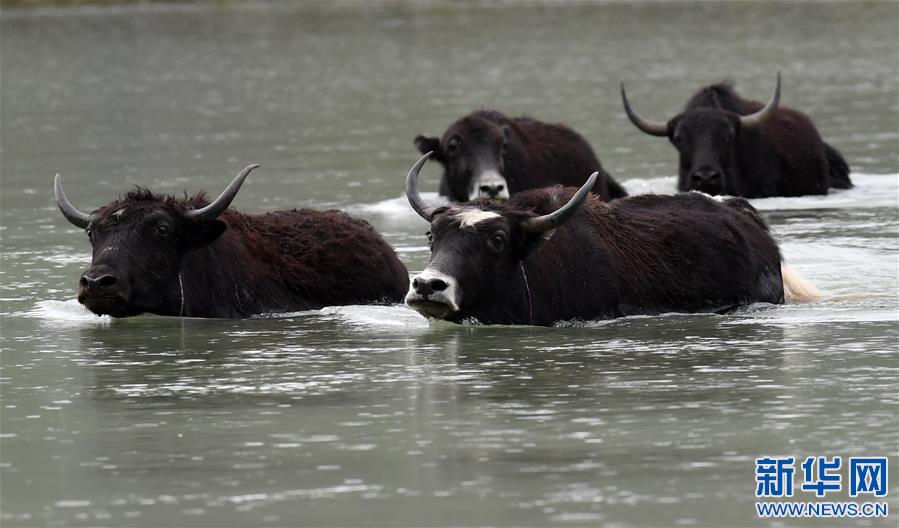 (新華視界)(3)牦牛“沐浴”