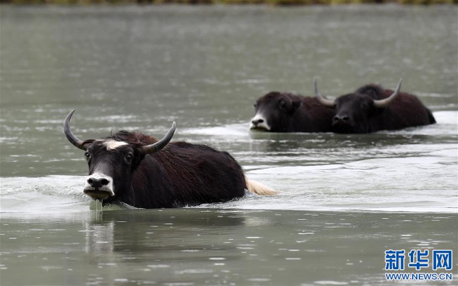 (新華視界)(4)牦牛“沐浴”