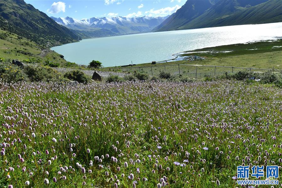 (新華視界)(1)嘉乃玉錯的悠閑時光